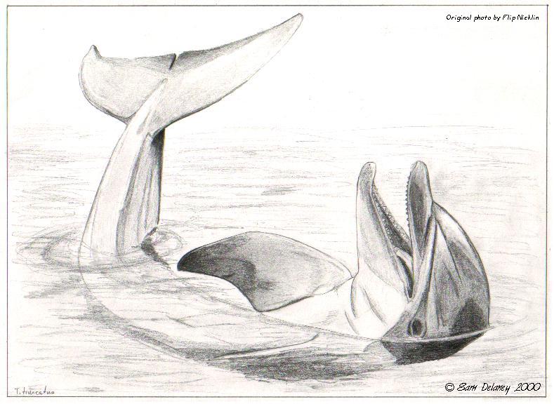Sketch-Bottlenose Dolphin-relax-by Sam Delaney.jpg