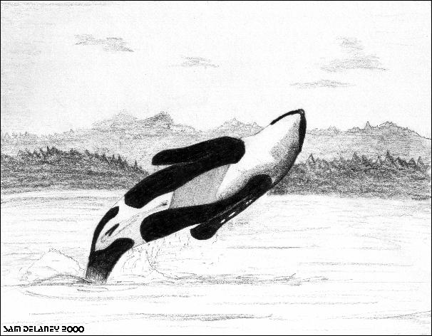 Sketch-Killer Whale-Orca-by Sam Delaney.jpg