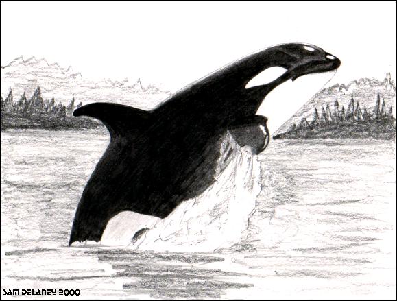 Sketch-Killer Whale-orca2-by Sam Delaney.jpg