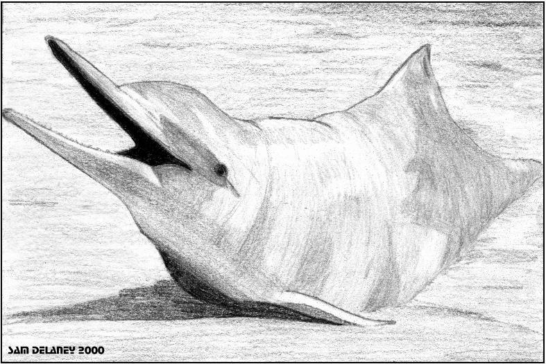 Sketch Indo-Pacific Humpback Dolphin-sousabw-by Sam Delaney.jpg