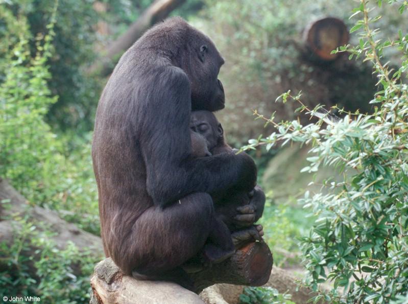 Sleeping Baby Gorilla-by John White.jpg
