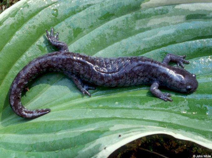 Small-mouthed Salamander  Ambystoma texanum lr-by John White.jpg