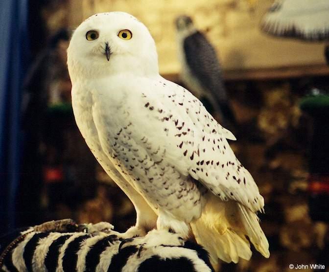 Snowy Owl Nyctea scandiaca 001-by John White.jpg