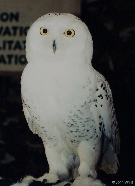 Snowy Owl Nyctea scandiaca 003-by John White.jpg