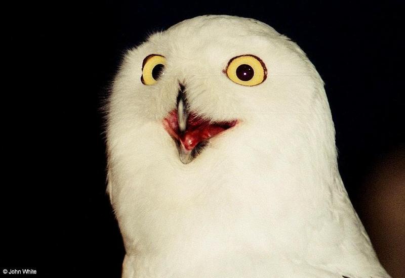 Snowy Owl Nyctea scandiaca 006-by John White.jpg