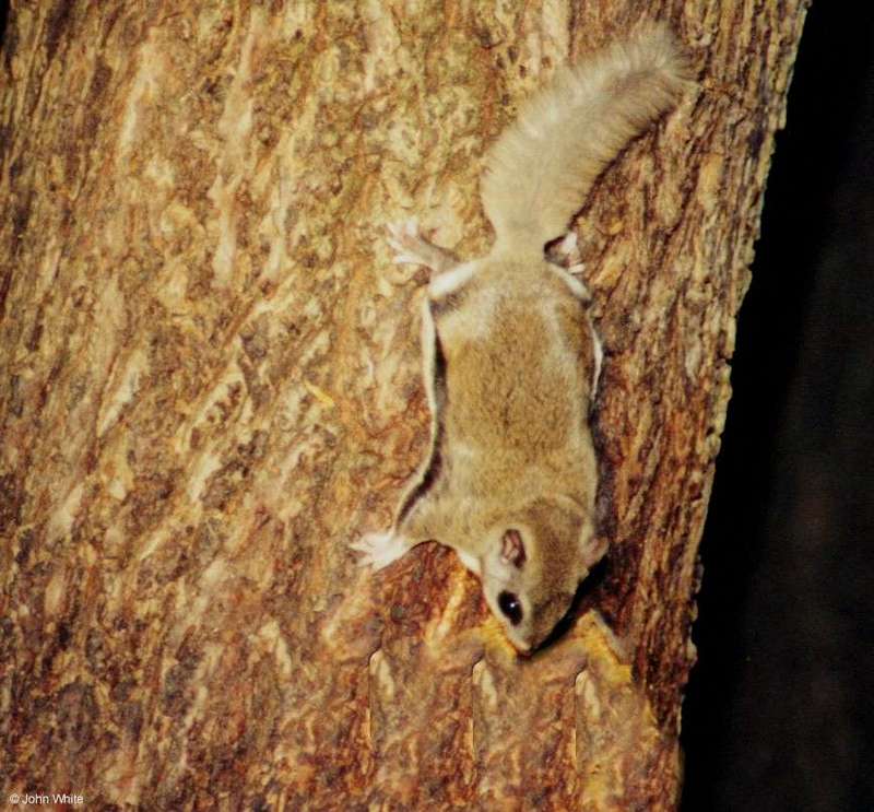 Southern Flying Squirrel  Glaucomys volans volans 001-by John White.jpg