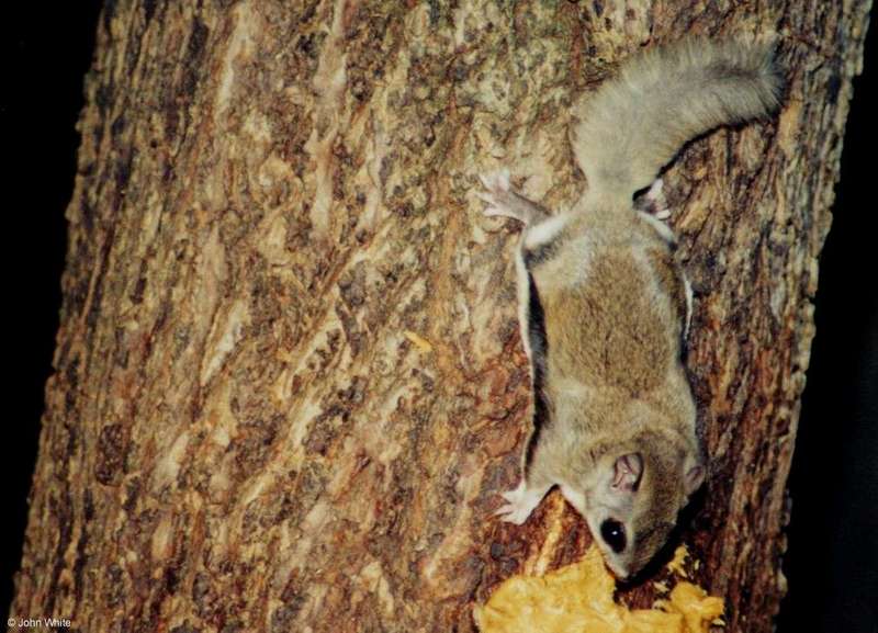 Southern Flying Squirrel  Glaucomys volans volans 002-by John White.jpg
