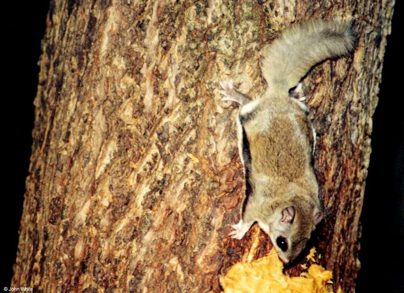 Southern Flying Squirrel  Glaucomys volans volans 003-by John White.jpg