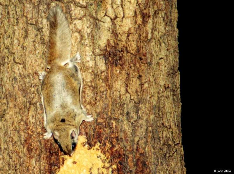 Southern Flying Squirrel  Glaucomys volans volans 004-by John White.jpg
