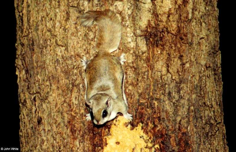Southern Flying Squirrel  Glaucomys volans volans 005-by John White.jpg