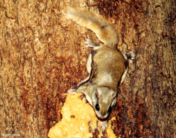 Southern Flying Squirrel  Glaucomys volans volans 006-by John White.jpg