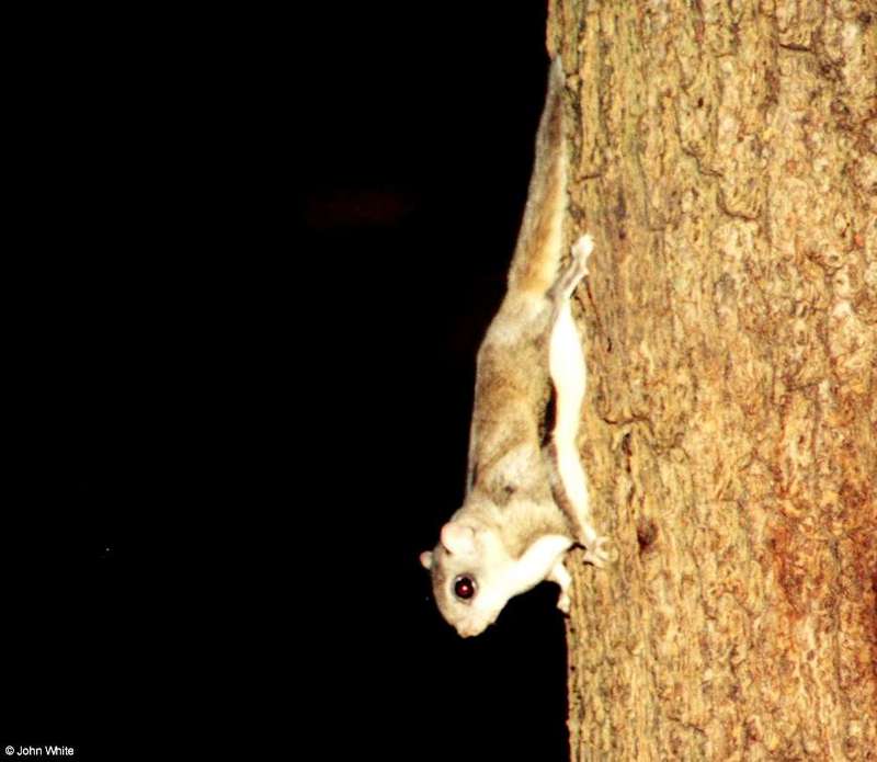 Southern Flying Squirrel  Glaucomys volans volans 007-by John White.jpg