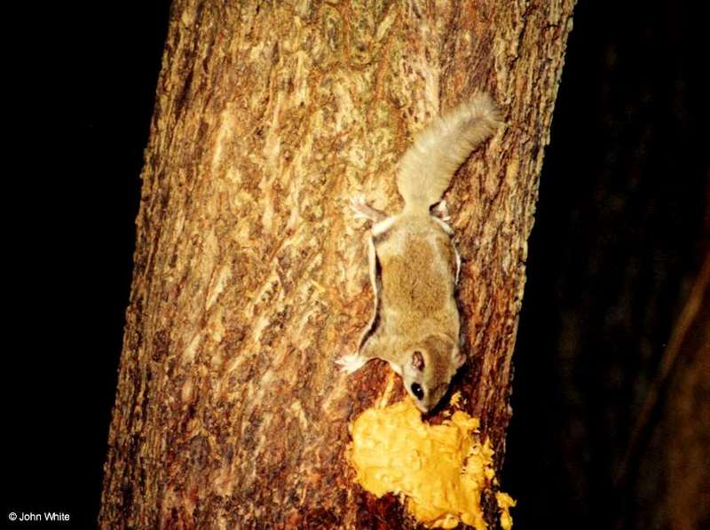 Southern Flying Squirrel  Glaucomys volans volans 008-by John White.jpg