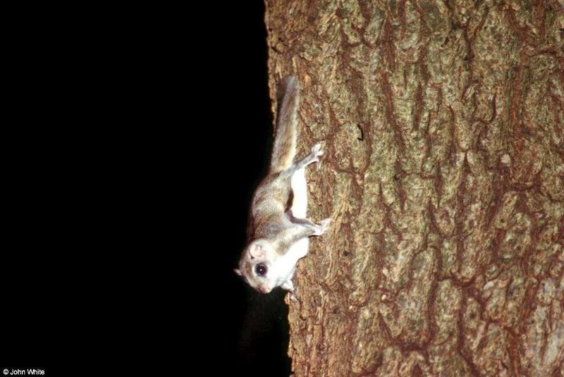Southern Flying Squirrel  Glaucomys volans volans 009-by John White.jpg