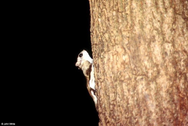 Southern Flying Squirrel  Glaucomys volans volans 012-by John White.jpg