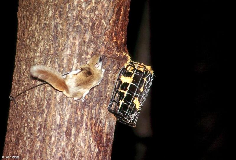 Southern Flying Squirrel  Glaucomys volans volans 014-by John White.jpg
