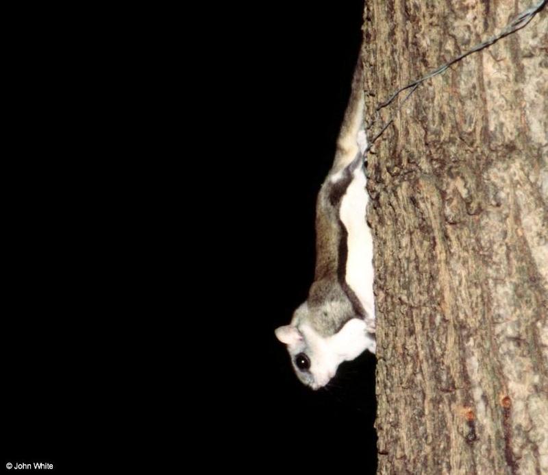 Southern Flying Squirrel  Glaucomys volans volans 015-by John White.jpg