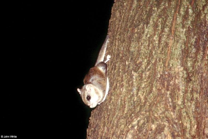 Southern Flying Squirrel  Glaucomys volans volans 016-by John White.jpg