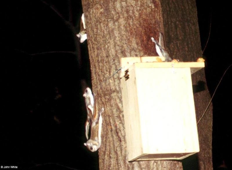 Southern Flying Squirrel  Glaucomys volans volans 017-by John White.jpg