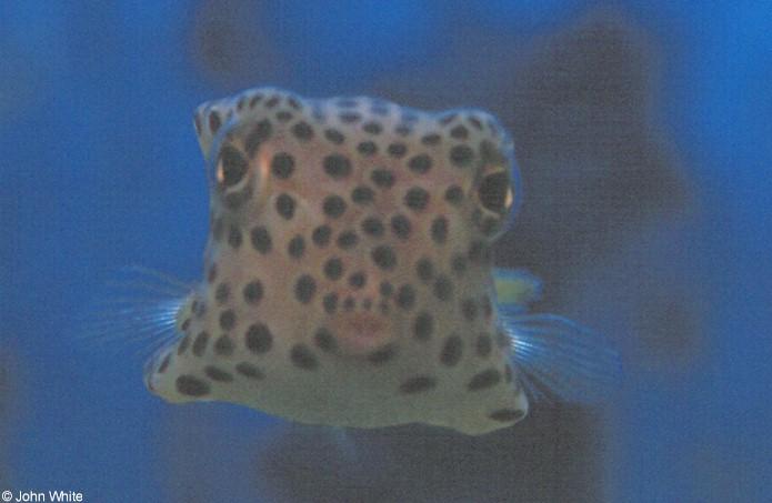 Spotted trunkfish2-by John White.jpg