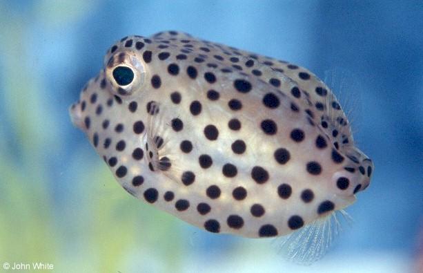 Spotted trunkfish3-by John White.jpg