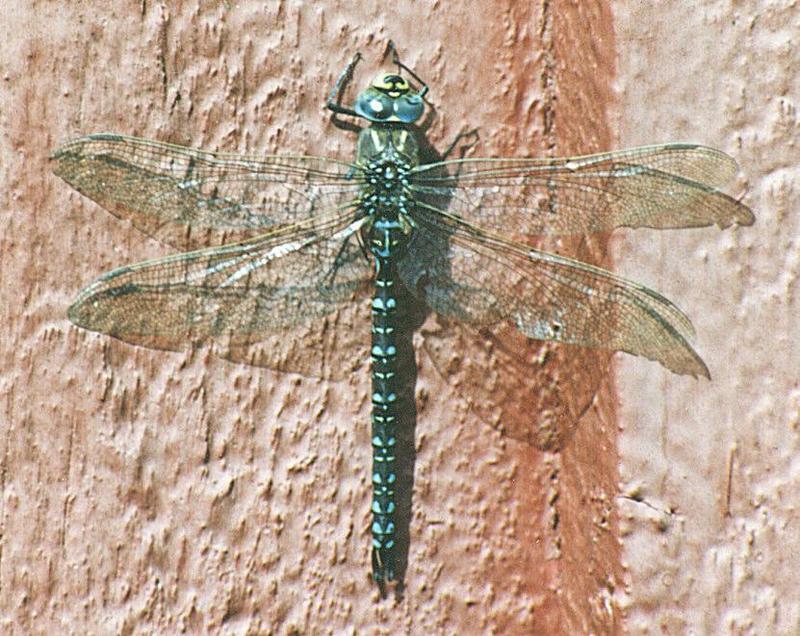 Swedish Common Hawker Dragonfly-attached on wall-by Ralf Schmode.jpg