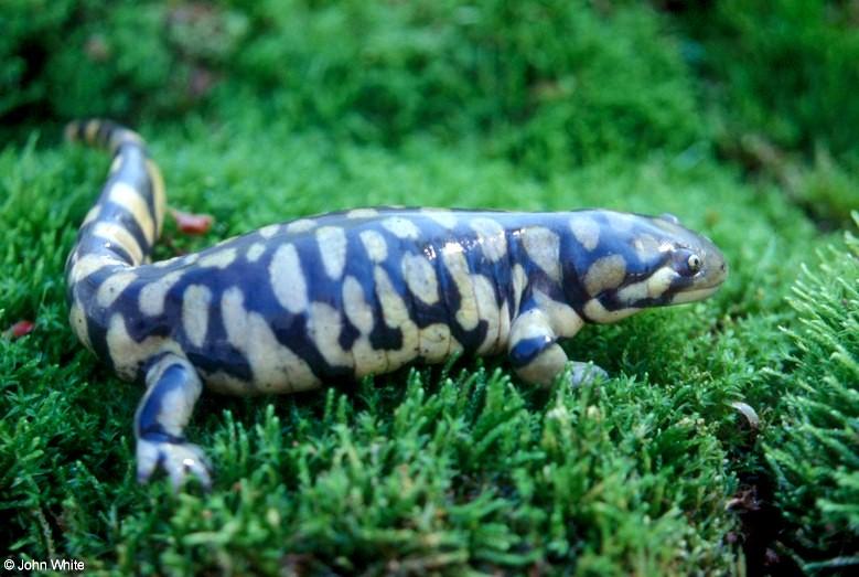 Tiger Salamander  Ambystoma  tigrinum 400-by John White.jpg