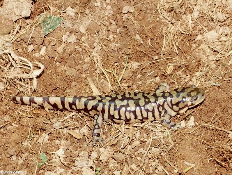 Tiger Salamander  Ambystoma  tigrinum 403-by John White.jpg