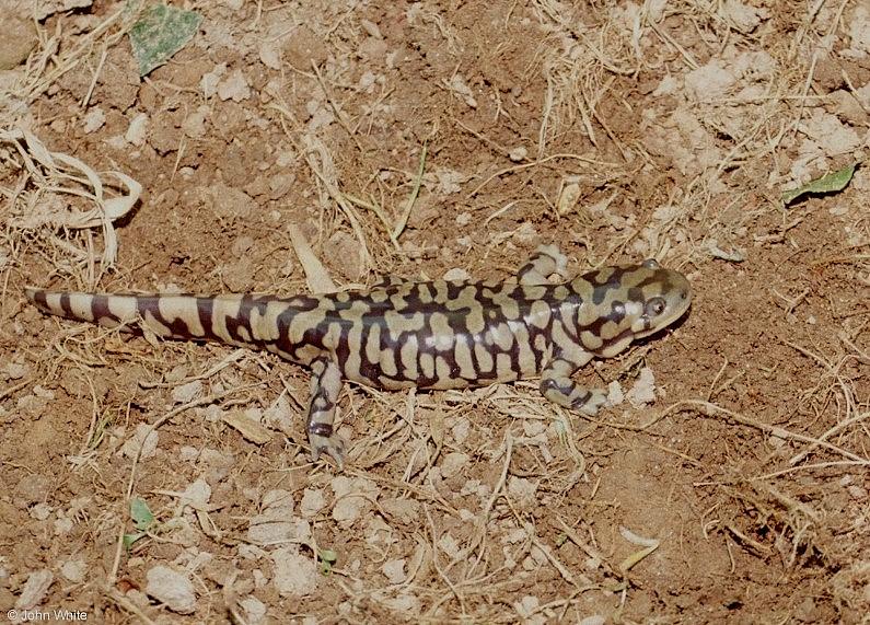 Tiger Salamander  Ambystoma  tigrinum 405-by John White.jpg
