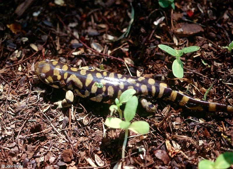 Tiger Salamander  Ambystoma  tigrinum 407-by John White.jpg