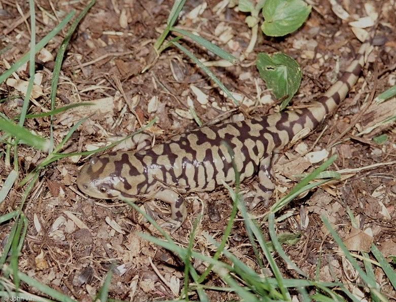 Tiger Salamander  Ambystoma  tigrinum 409-by John White.jpg