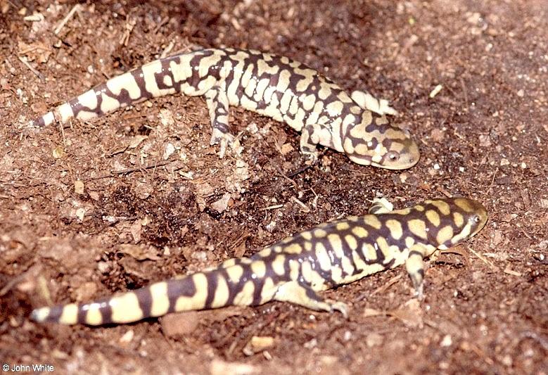 Tiger Salamander  Ambystoma  tigrinum 410-by John White.jpg