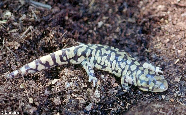 Tiger Salamander  Ambystoma  tigrinum 411-by John White.jpg