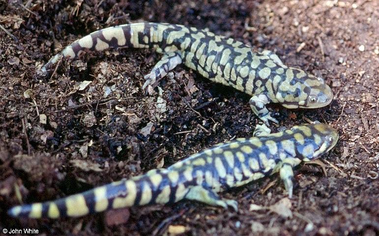Tiger Salamander  Ambystoma  tigrinum 412-by John White.jpg