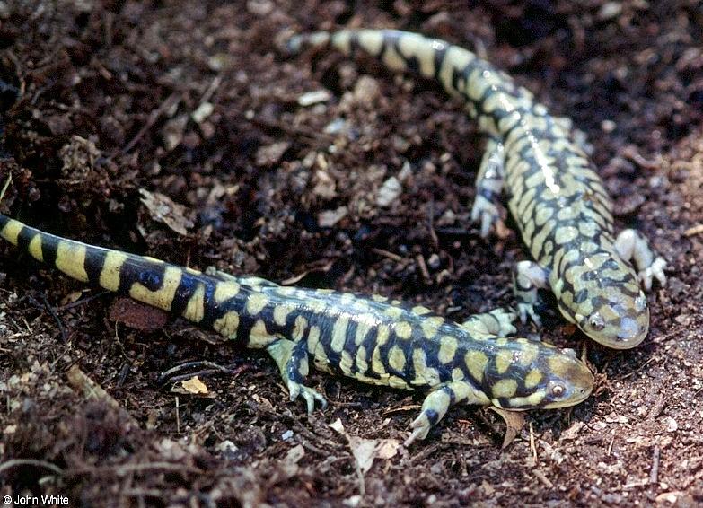 Tiger Salamander  Ambystoma  tigrinum 414-by John White.jpg