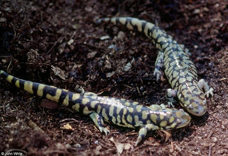Tiger Salamander  Ambystoma  tigrinum 415-by John White.jpg