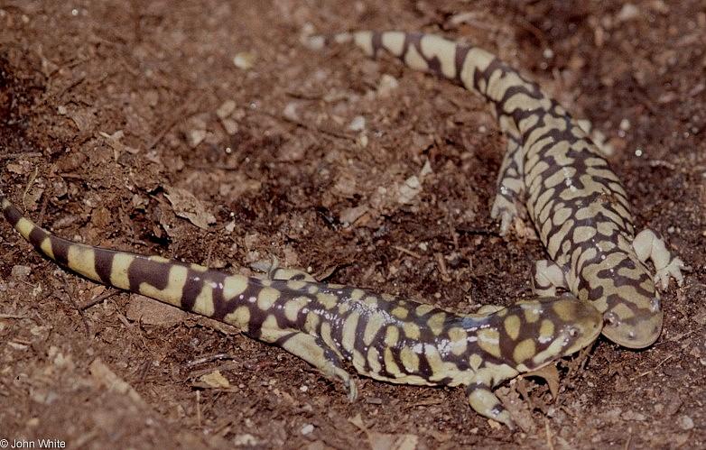 Tiger Salamander  Ambystoma  tigrinum 416-by John White.jpg