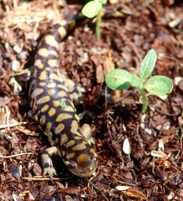 Tiger Salamander  Ambystoma  tigrinum 417-by John White.jpg