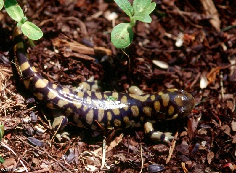 Tiger Salamander  Ambystoma  tigrinum 418-by John White.jpg