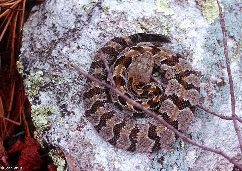 Timber Rattlesnake   Crotalus horridus horridus 200-by John White.jpg