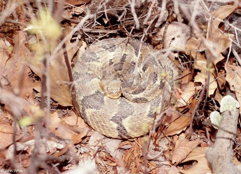 Timber Rattlesnake   Crotalus horridus horridus 203-by John White.jpg