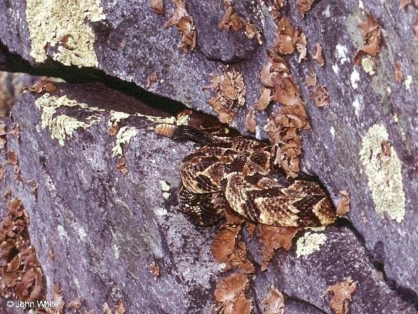 Timber Rattlesnake   Crotalus horridus horridus 204-by John White.jpg