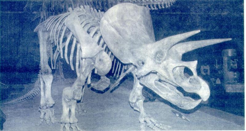 Triceratops J01-Skeleton fossil.jpg