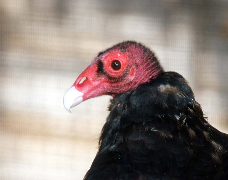 Turkey vulture0-by Shirley Curtis.jpg