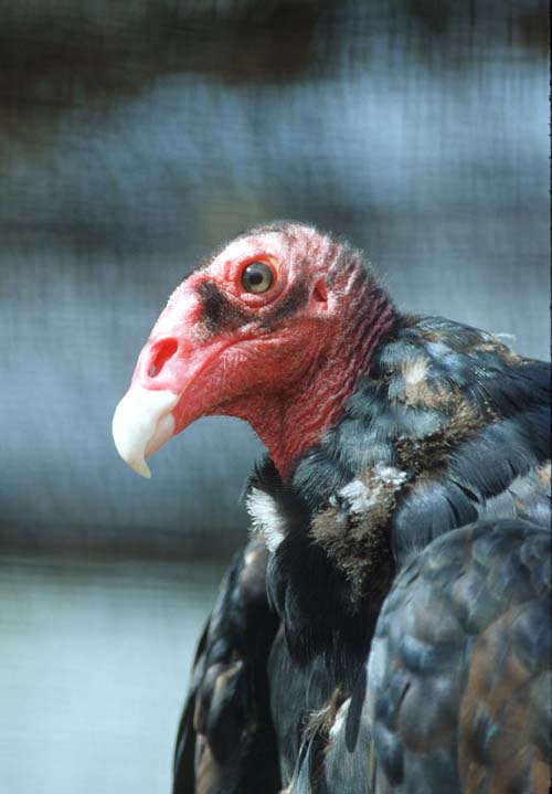 Turkey vulture1-by Shirley Curtis.jpg