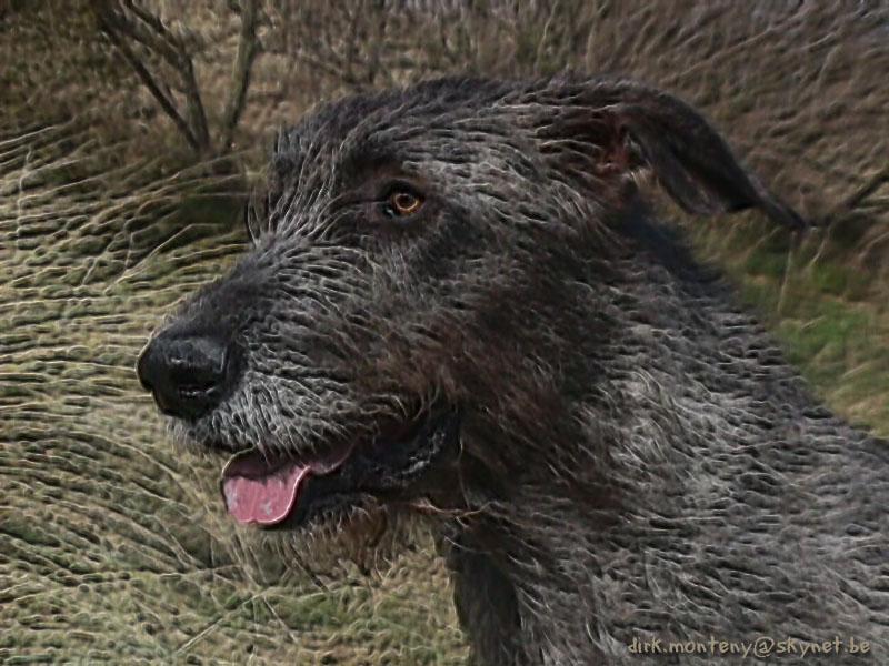 Vana5-Irish Wolfhound Dog-by Dirk Monteny.jpg