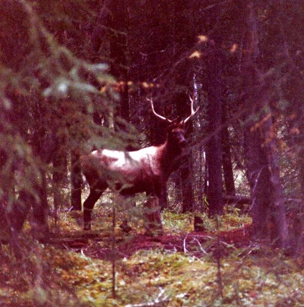 Wapiti Elk-by Willy Jorgensen.jpg