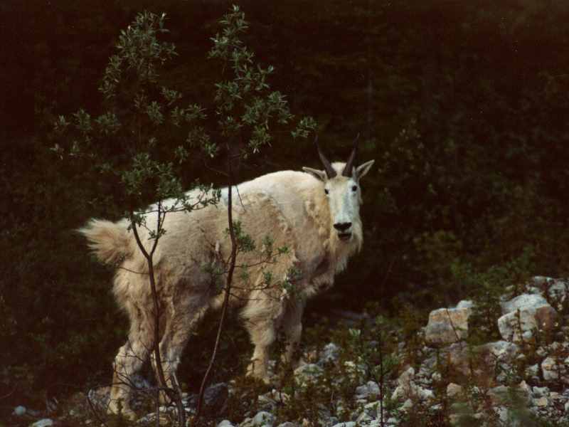 White Rocky Mountain Goat-by Willy Jorgensen.jpg