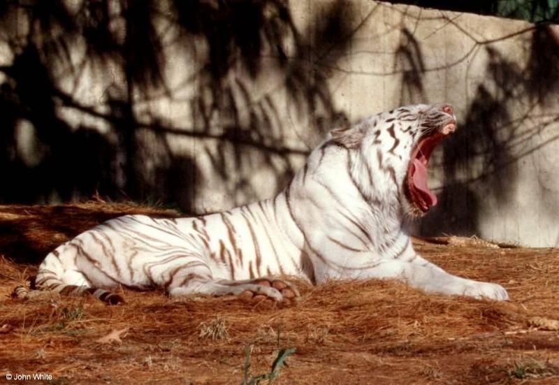 White Tiger 2001 001-by John White.jpg