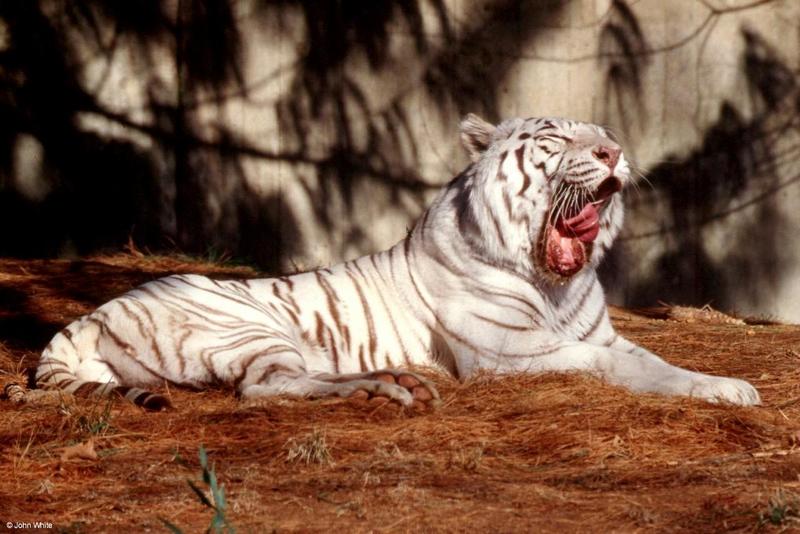 White Tiger 2001 002-by John White.jpg